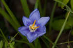 Prairie pleatleaf